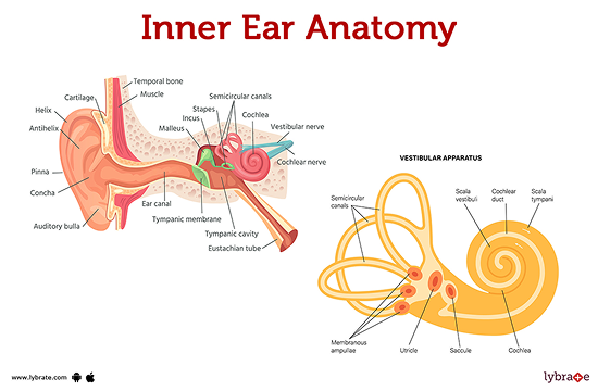 Otoacoustic Emissions (OAE) & Hearing Screening